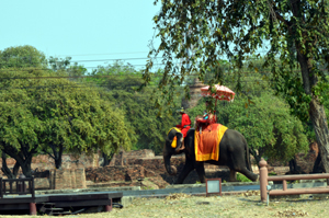 Elephant ride in Ayutthaya
