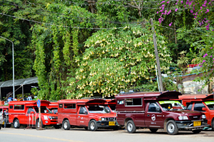 SongThaews in Chiang Mai