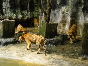 Pattaya Tiger Zoo